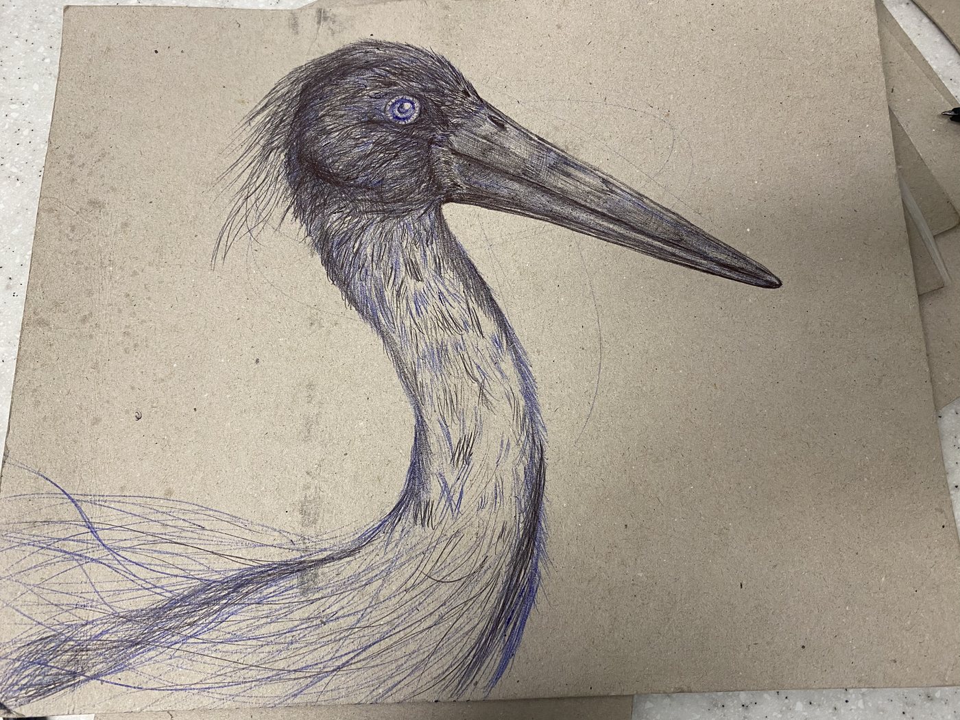Blue Crane Study